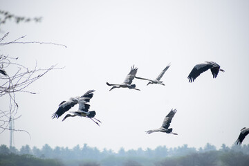 Flock of painted storks flying together. Migratory birds in flight. 