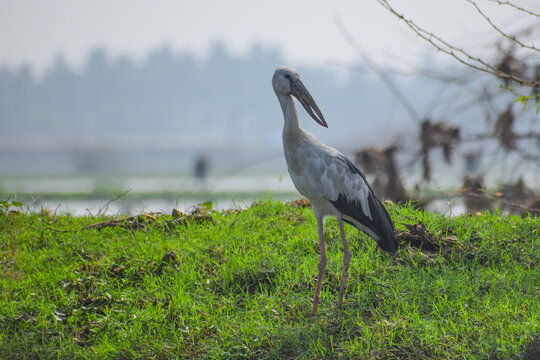 Asian open bill near the lake. Openbill stork in the natural habitat, Anastomus oscitans.