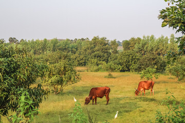 Zebu cattle or Red Sindhi cows grazing in the green fields. Indian cows, domestic animals.