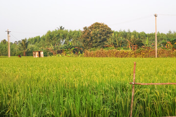 Fototapeta premium Beautiful paddy field. Stunning greenery and nature landscape of rice cultivation.