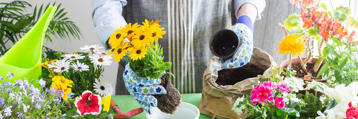 Spring terrace or balcony decorated with blooming flowers, Osteospermum being planted in pots by a...
