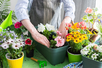 A man planting colorful petunias in pots, surrounded by lush greenery, capturing spring gardening and hobby vibes, spring decoration of a home balcony or terrace with flowers