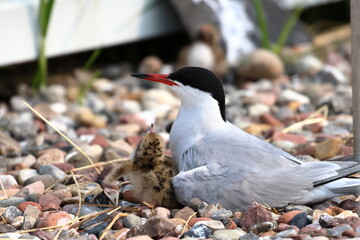 common tern chick