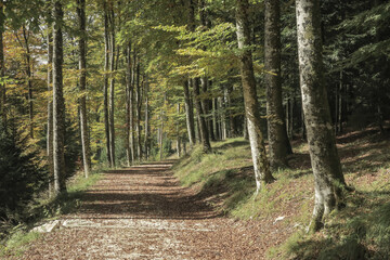 peacefull place among the Cansiglio broadleaf woods in autumn