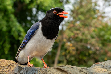Ring-necked finch