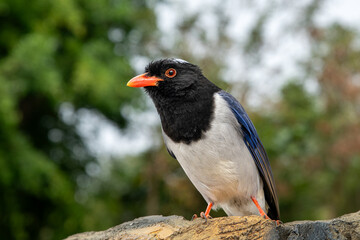 Ring-necked finch