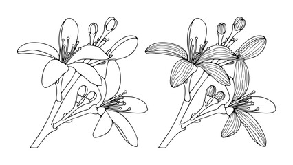 Fototapeta premium Hand drawn orange blossom isolated on white background. Vector flower art for coloring books or publications.