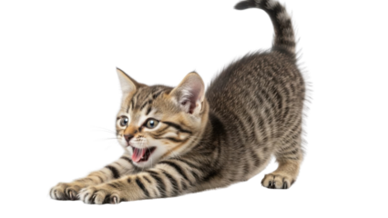 Stretching tabby kitten arching its back isolated PNG with Transparent Background