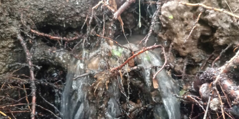 Water flowing through tangled roots and soil
