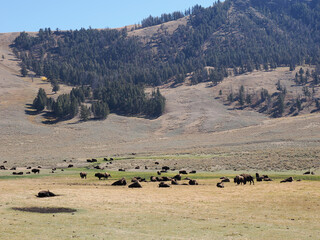 Bison Herd Grazing Near Pine Forest in Yellowstone Valley