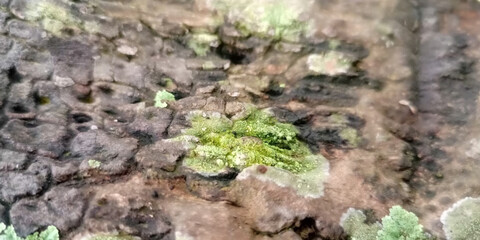 Close-up of Tree Bark with Vibrant Green Moss and Lichen