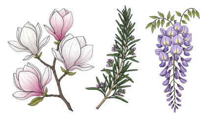 High-quality colorful black outline realistic art of magnolia branch, rosemary sprig, and wisteria branch, detailed petals and leaves, minimal line illustrations 