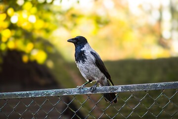 gray crow perched on a chain-link fence, surrounded by blurred autumn foliage, showcasing its elegant posture and vibrant natural environment