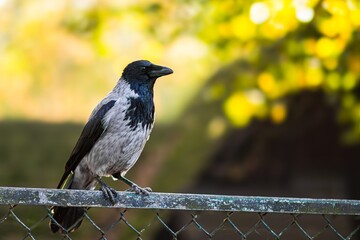 Gray crow bird perched on a fence, surrounded by blurred green foliage and warm sunlight,...