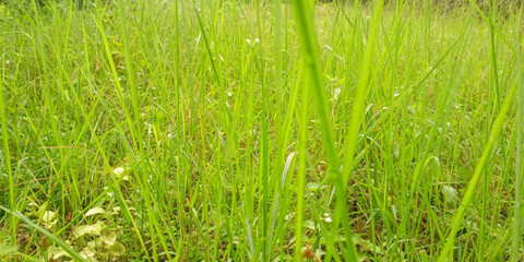 Lush Green Grass Field Close-up