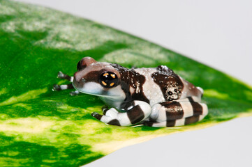Amazon milk frog, Mission golden-eyed tree frog // junger Baumhöhlen-Krötenlaubfrosch (Trachycephalus resinifictrix) - Brasilien