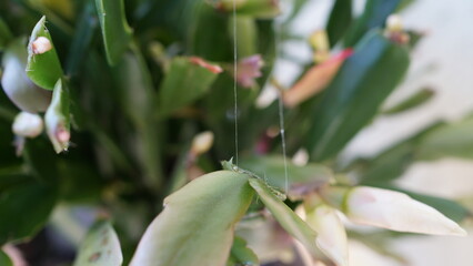 Fototapeta premium The Invisible Architect's Line: A Solitary Filament of Silk Catching the Light, Woven Through the Soft Green Stems and White Blooms of a Holiday Cactus