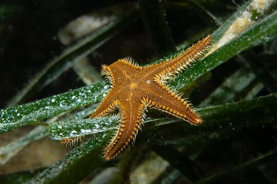 Sea Grass Star: Striking close-up of the Astropecten spinulosus (Spiny Starfish) resting on the green blades of the Mediterranean sea grass meadow