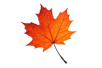 Maple leaf showing its rich orange and red autumn colors, with intricate vein patterns, isolated on a transparent background