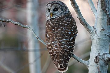 Barred Owl Strix varia sitting in a white birch tree