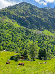 Cows among the Alpine Landscape of France in the Summer 