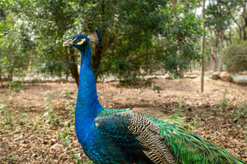 peacock in the park