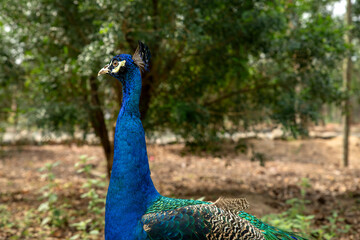 Obraz premium peacock with feathers