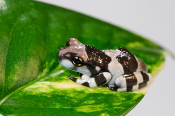 Amazon milk frog, Mission golden-eyed tree frog // junger Baumhöhlen-Krötenlaubfrosch (Trachycephalus resinifictrix) - Brasilien