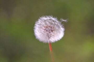 Bouquet d'&eacute;toiles