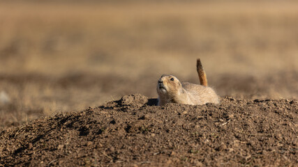 A vigilant ground squirrel in Colorado stands guard at the entrance of its burrow, alertly protecting its territory from potential threats.