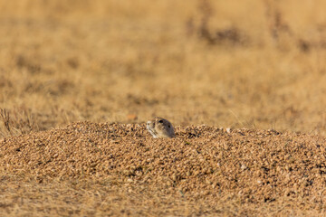 A small ground squirrel emerges from its Colorado burrow, pausing in the sunlight with a tense, protective stance as it watches over its hidden home.