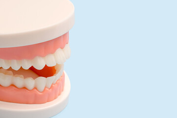 Close-up of dental model with teeth on light blue background