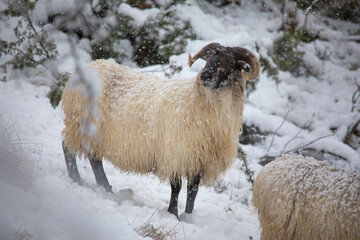 sheep in snow