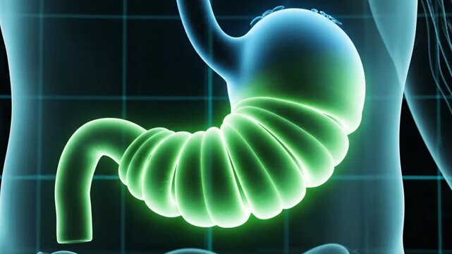 Human Stomach Digestion Medical Animation. 3D rendering of gastrointestinal system organ with glowing effect. Scientific X-ray view of abdomen anatomy for healthcare and educational concept.