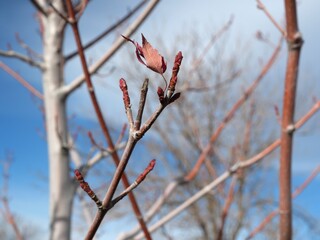 Autumn Blaze Maple (Acer × freemanii) Buds in Early December, Colorado