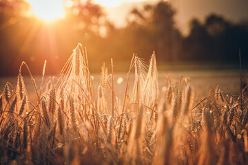 Golden Wheat Field at Sunset
