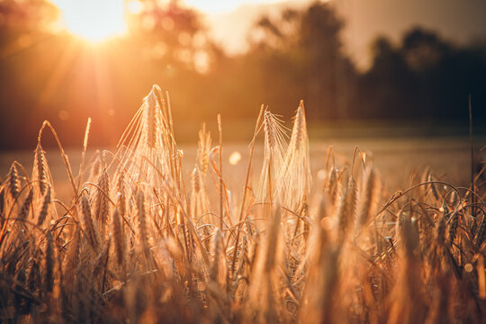 Golden Wheat Field at Sunset - Powered by Adobe