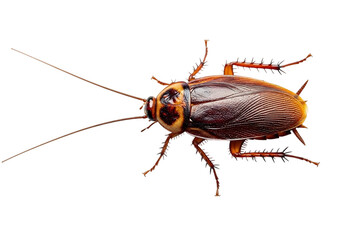 American cockroach isolated on black background closeup macro detailed view