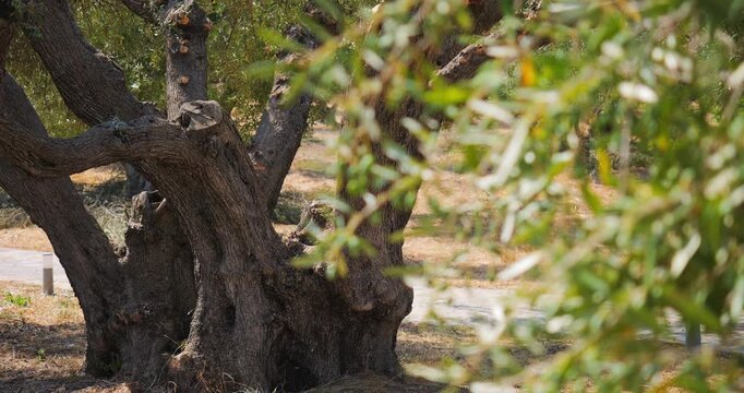 Focus shift from close-up green olives to the thick old wood trunk of secular tree in background