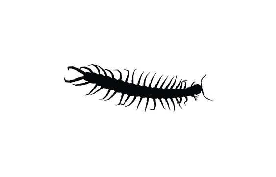 A black silhouette of a centipede with many legs is shown against a white background.