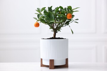Potted tangerine tree on white wooden table indoors