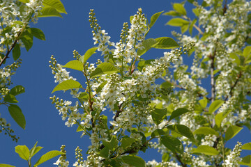 Traubenkirsche, Gewöhnliche Traubenkirsche,  Prunus padus L.