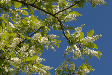 Traubenkirsche, Gewöhnliche Traubenkirsche,  Prunus padus L.