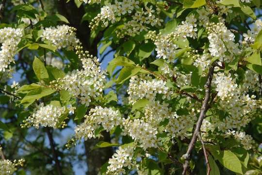 Traubenkirsche, Gew&ouml;hnliche Traubenkirsche,  Prunus padus L.