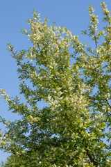 Traubenkirsche, Gewöhnliche Traubenkirsche,  Prunus padus L.