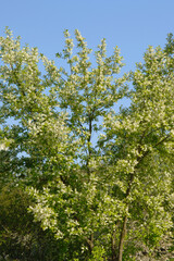 Fototapeta premium Traubenkirsche, Gewöhnliche Traubenkirsche, Prunus padus L.