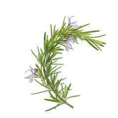 Fototapeta premium Sprig of rosemary with pale purple flowers isolated on black background
