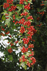 Weißdorn, Eingriffliger, Crategus monogyna