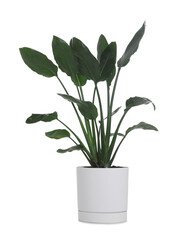 Beautiful potted bird of paradise houseplant isolated on white