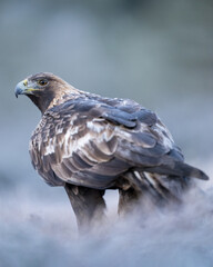Golden eagle looking back over Its shoulder